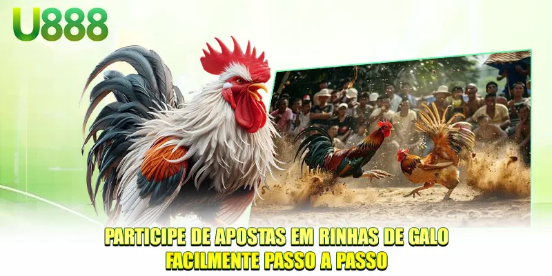Participe de apostas em rinhas de galos facilmente passo a passo
