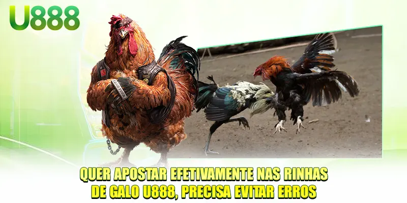 Quer apostar efetivamente nas rinhas de galos U888, precisa evitar erros