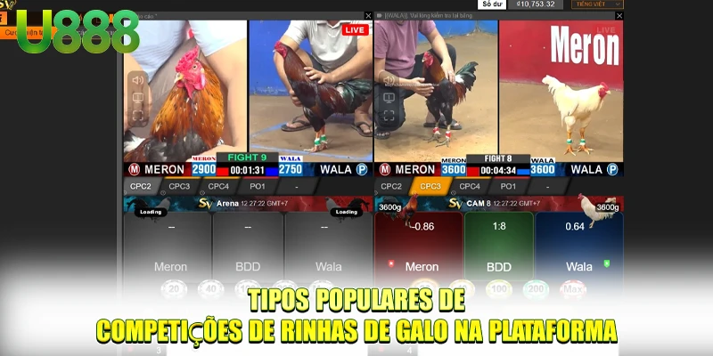 Tipos populares de competições de rinhas de galo na plataforma